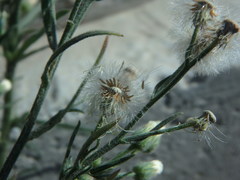 Erigeron bonariensis