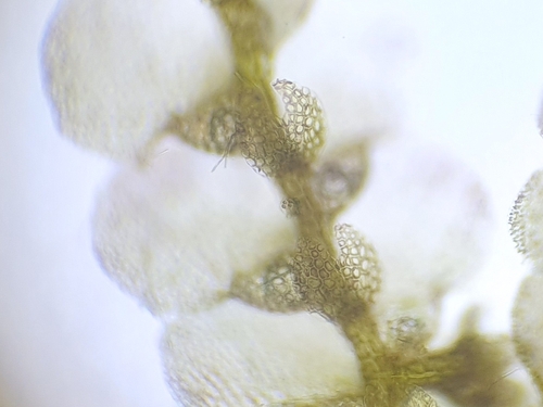 Image of Lejeunea lamacerina by no rights reserved