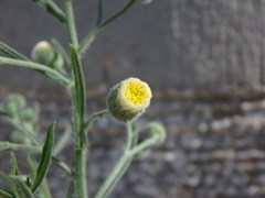 Erigeron bonariensis