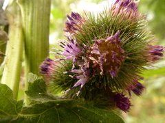 Arctium minus
