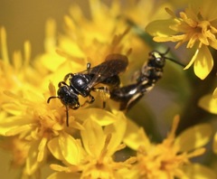 Protandrena andrenoides