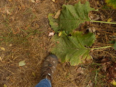 Arctium minus