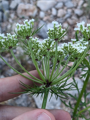 Image of Daucosma laciniata by (c) Eric Knight, some rights reserved (CC BY)
