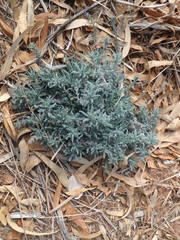 Echium angustifolium