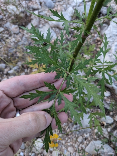 Image of Daucosma laciniata by (c) Eric Knight, some rights reserved (CC BY)