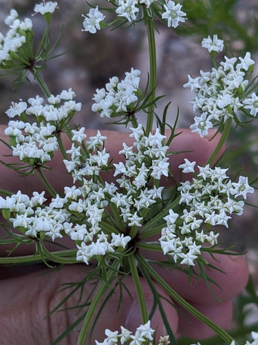 Image of Daucosma laciniata by (c) Eric Knight, some rights reserved (CC BY)