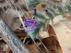 Echium angustifolium