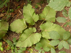 Arctium minus
