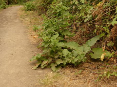 Arctium minus