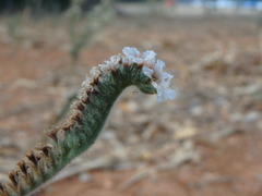 Heliotropium hirsutissimum