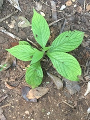 Heliotropium verdcourtii