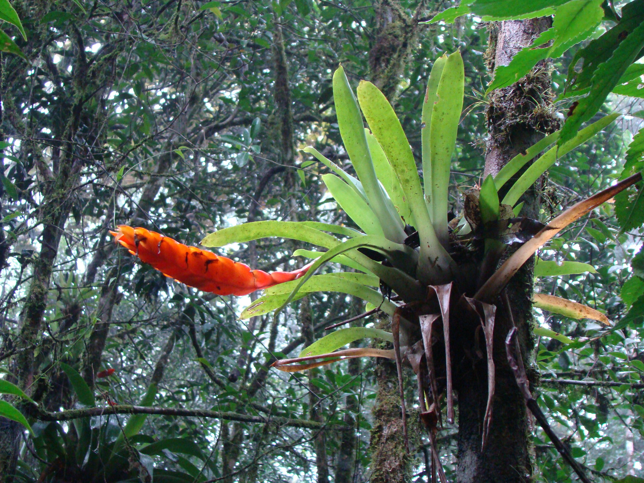 Vriesea inflata