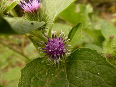 Arctium minus