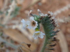 Heliotropium hirsutissimum