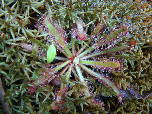 Drosera latifolia