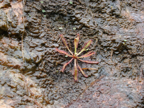 Drosera latifolia