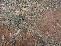 Heliotropium hirsutissimum