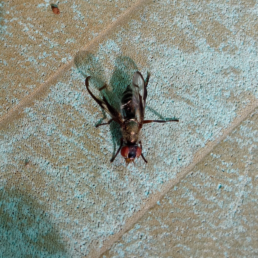 Senopterina brevipes