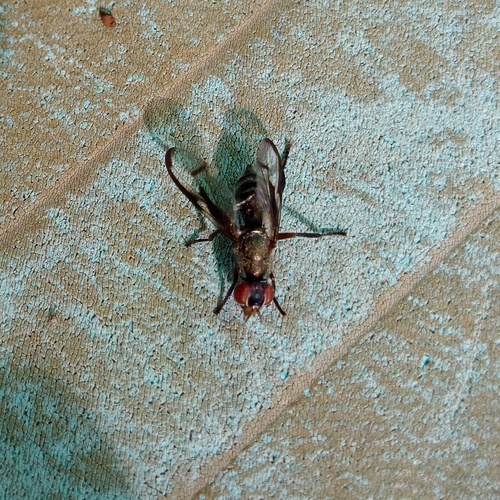Senopterina brevipes