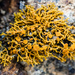 Polycauliona coralloides - Photo (c) Ken-ichi Ueda, algunos derechos reservados (CC BY)