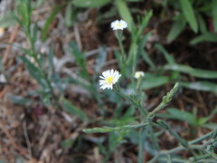 Symphyotrichum subulatum