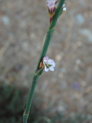 Polygonum equisetiforme