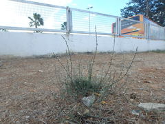 Polygonum equisetiforme