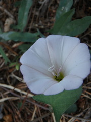 Convolvulus arvensis