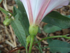 Convolvulus arvensis