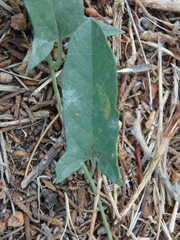 Convolvulus arvensis