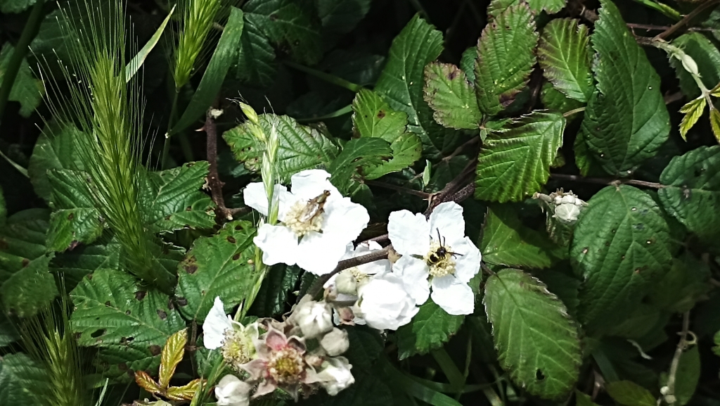elmleaf blackberry from Luz, 9880, Portugal on May 29, 2023 at 0217 PM