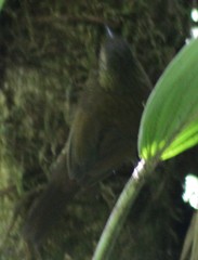 Basileuterus melanotis