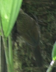 Basileuterus melanotis
