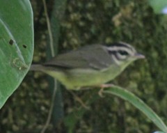 Basileuterus melanotis