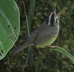 Basileuterus melanotis