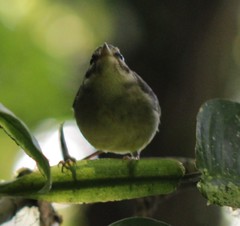 Basileuterus melanotis