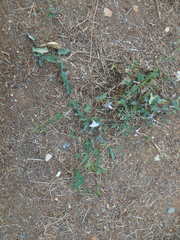 Convolvulus arvensis