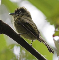 Rhynchocyclus brevirostris