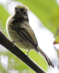 Rhynchocyclus brevirostris