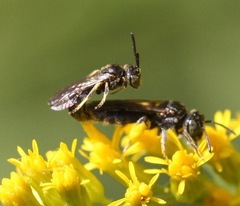 Protandrena andrenoides