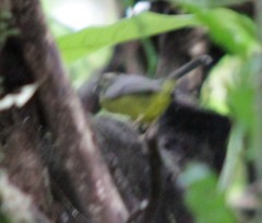 Basileuterus melanotis