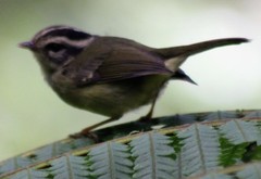 Basileuterus melanotis