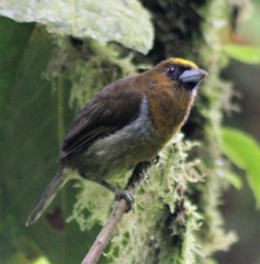Semnornis frantzii