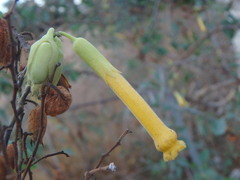 Nicotiana glauca