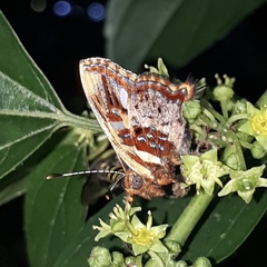 Anteros carausius carausius