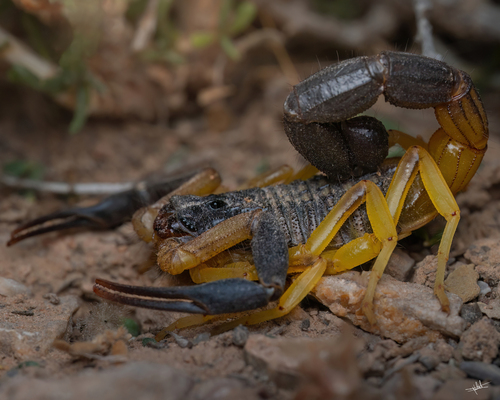 Hottentotta jayakari (Pocock, 1895)