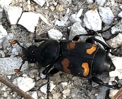 Nicrophorus carolina