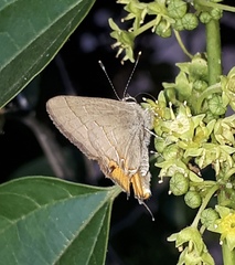 Electrostrymon hugon