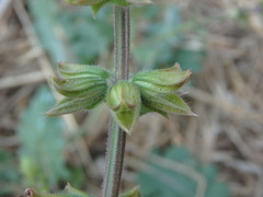 Salvia verbenaca