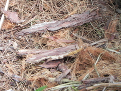 Dryocopus pileatus image
